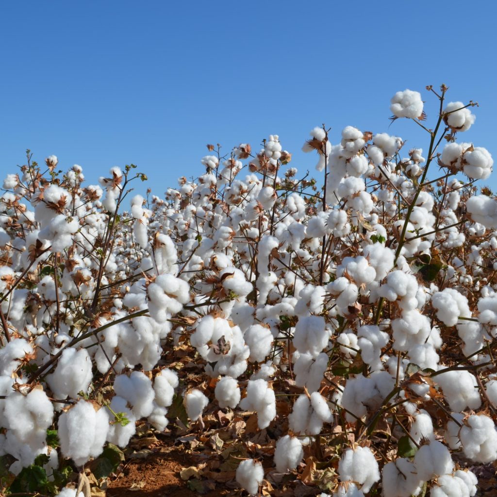 What Are Crew Socks Best Guide for 2021