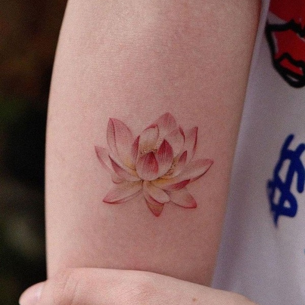 Nelumbo Nucifera Egyptian Lotus Nymphaea Lotus Lotus Seed Sacred Lotus  Tattoo PNG 8000x6164px Nelumbo Nucifera Aquatic