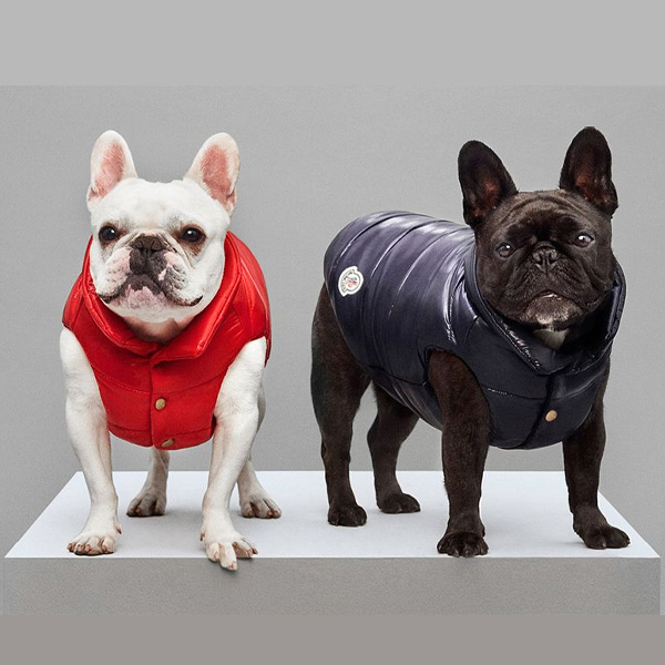 Designer Dog Clothes